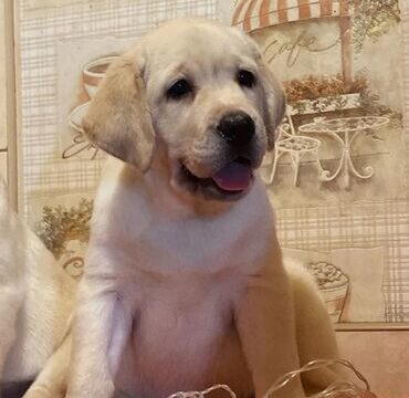 Purebred Labrador Retriever Puppies For Sale!!