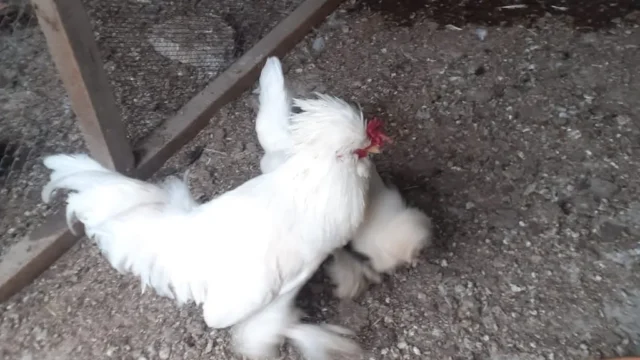 cutu-75-manatfere-yumurtlayirunvan-ski-id-84830709-828676465